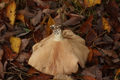 Lactarius controversus