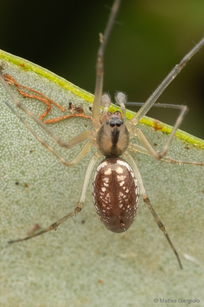 Dubiaranea