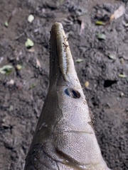 Lepisosteus platostomus