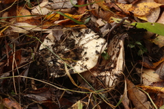 Lactarius controversus