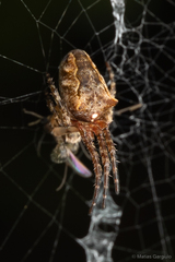 Molinaranea mammifera