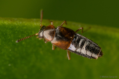 Aleocharinae