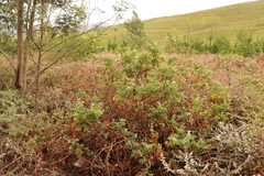 Pelargonium vitifolium