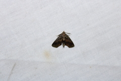 Paectes abrostoloides