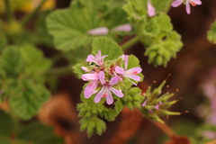 Pelargonium vitifolium