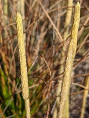 Lycopodiella appressa