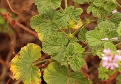 Pelargonium vitifolium