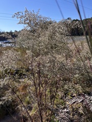 Eupatorium compositifolium