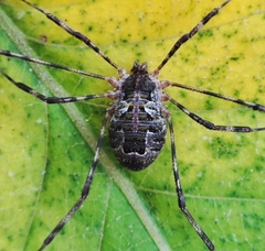 Lacinius dentiger