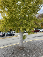Ginkgo
