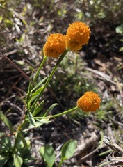 Polygala lutea
