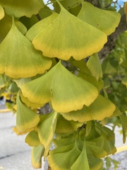 Ginkgo