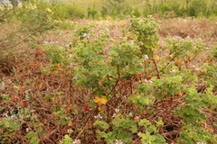 Pelargonium vitifolium