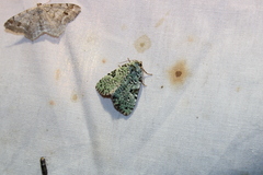Leuconycta diphteroides