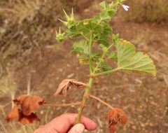 Pelargonium vitifolium