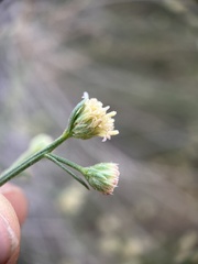Baccharis brachyphylla