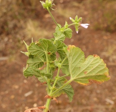 Pelargonium vitifolium