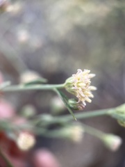 Baccharis brachyphylla
