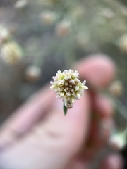 Baccharis brachyphylla