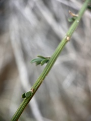 Baccharis brachyphylla