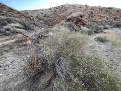 Baccharis brachyphylla