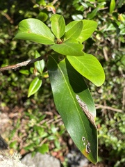 Embothrium coccineum