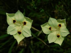 Dietes bicolor