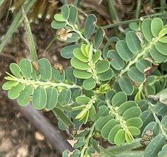 Phyllanthus urinaria