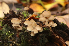 Mycena