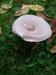 Melanoleuca grammopodia