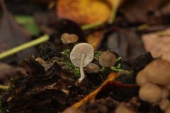 Mycena