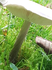 Melanoleuca grammopodia