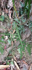 Pteris semipinnata