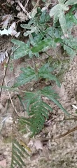 Pteris semipinnata