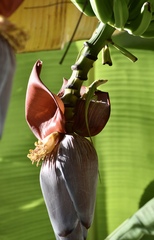 Musa × paradisiaca