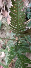 Pteris semipinnata
