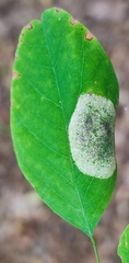 Macrosaccus robiniella