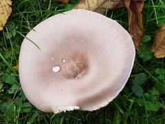 Melanoleuca grammopodia