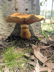 Gymnopilus