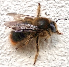 Xylocopa cantabrita