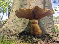 Gymnopilus