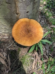 Gymnopilus