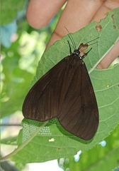 Dysschema leucophaea