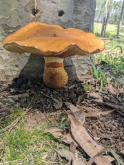 Gymnopilus