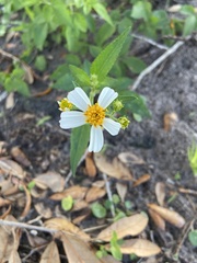 Bidens alba
