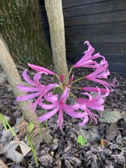 Nerine bowdenii