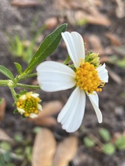 Bidens alba