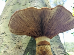 Gymnopilus