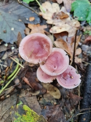 Mycena rosea