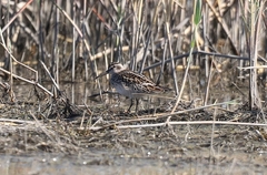 Calidris falcinellus